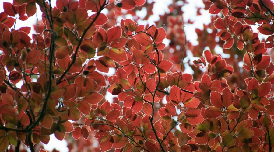Maak kennis met de rode beukenboom
