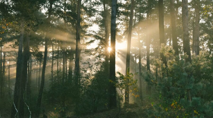 De mooiste lunchrooms in en rondom Brummen