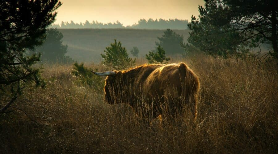 Ontdek de Posbank in Nationaal Park Veluwezoom