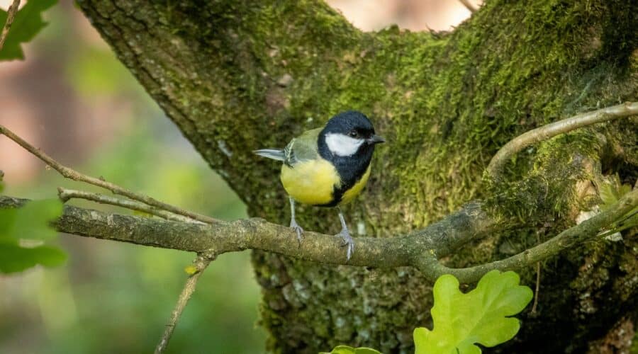 Hoenderloo – Voor natuur, lunchrooms en ontspanning