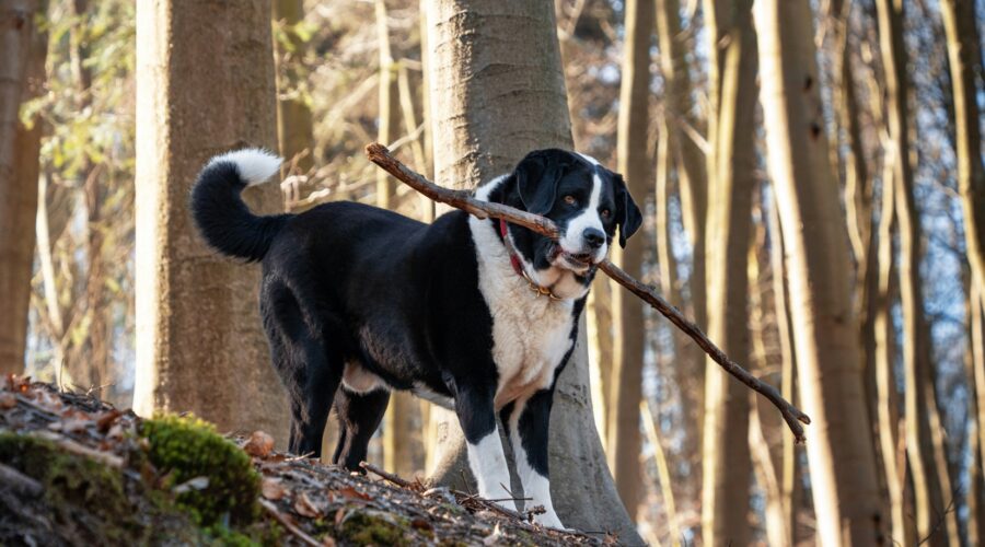 Honden op lunchrooms: waar mag je hond los, waar aan de lijn?