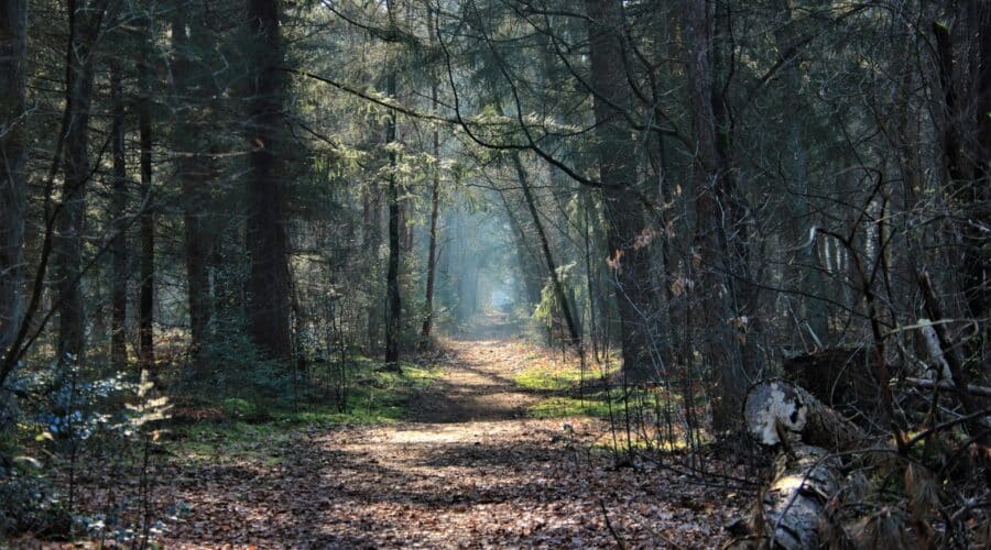 Beekbergen: Ontdek Natuur, Geschiedenis en Landgoederen op de Veluwe