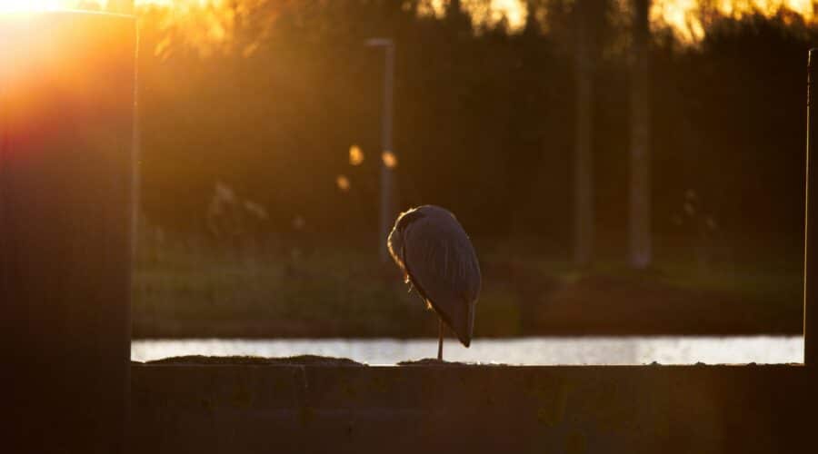 Bezoek de unieke lunchrooms Almere: 5 verborgen parels