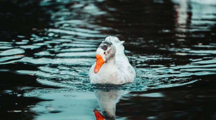 Top 5 lunchrooms Bergen op Zoom om te bezoeken